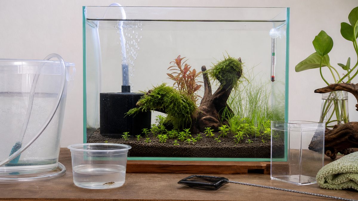 エビ水槽の立ち上げ手順を示す新規セットアップ中の水槽と準備道具の画像