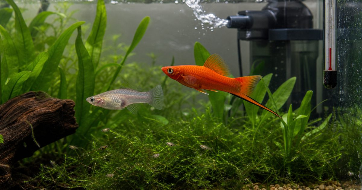 剣状尾を持つソードテールが水草水槽で泳ぐ飼育ガイドのアイキャッチ画像
