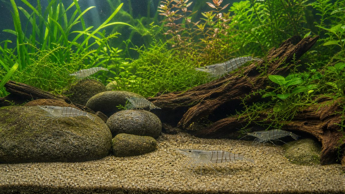 細かな底砂・流木・丸石・水草のある成熟した水槽で自然に行動するスジエビ