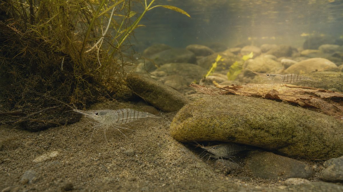 流れの緩い水辺で植物の根・石・落ち葉を隠れ家にするスジエビ