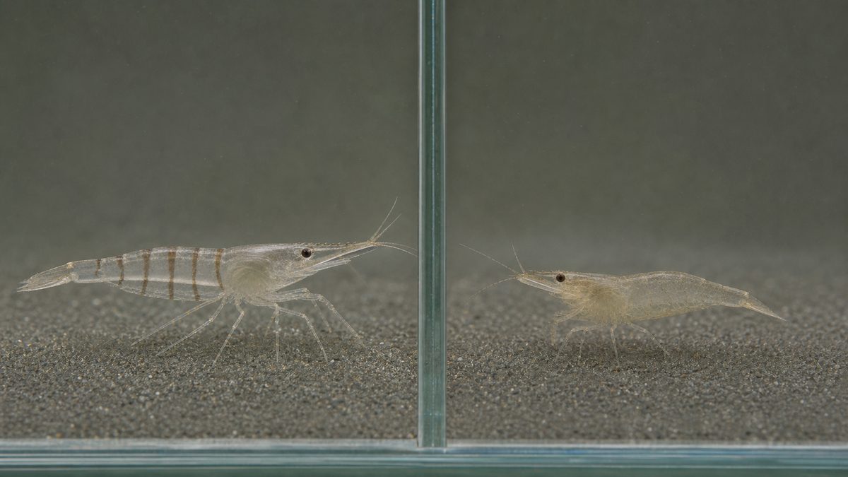 腹部に帯がある大きめのスジエビと小さく模様が淡いミナミヌマエビの比較