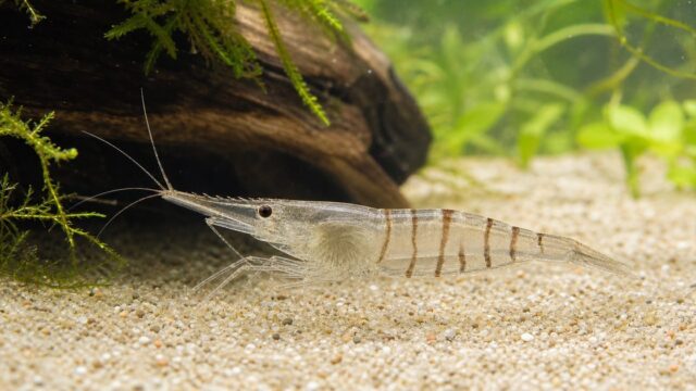 黒褐色の帯がある透明なスジエビと水草・流木・細かな底砂の飼育水槽
