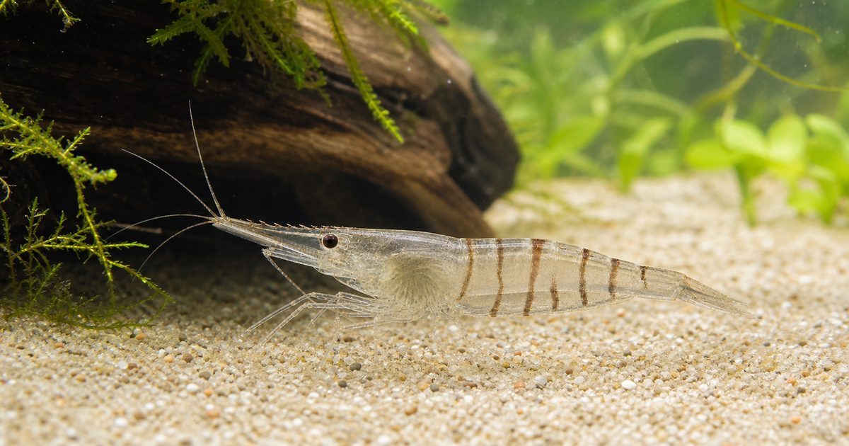 黒褐色の帯がある透明なスジエビと水草・流木・細かな底砂の飼育水槽