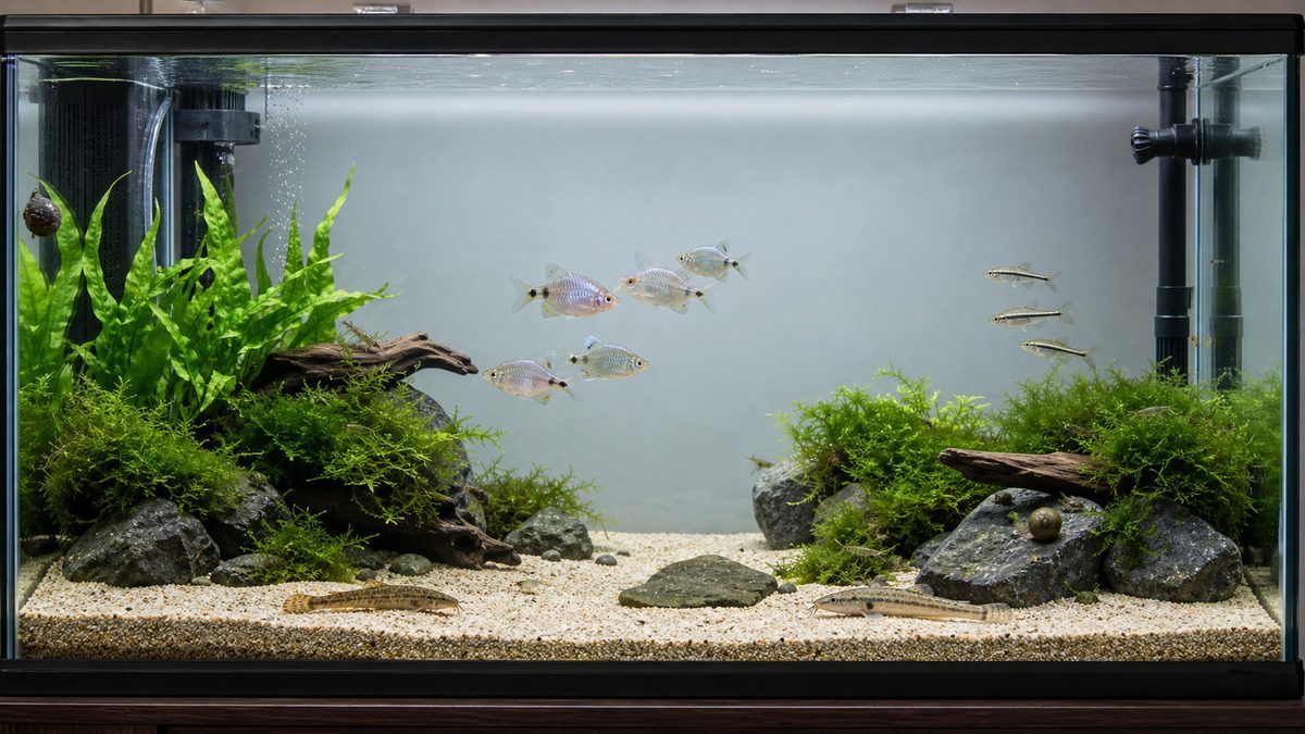 タナゴ類と小型の中層魚、ドジョウ、カマツカ、淡水エビ、巻貝が別の場所を使う成熟水槽