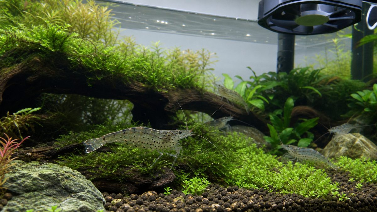 安定した水草水槽でヤマトヌマエビを長期飼育する画像