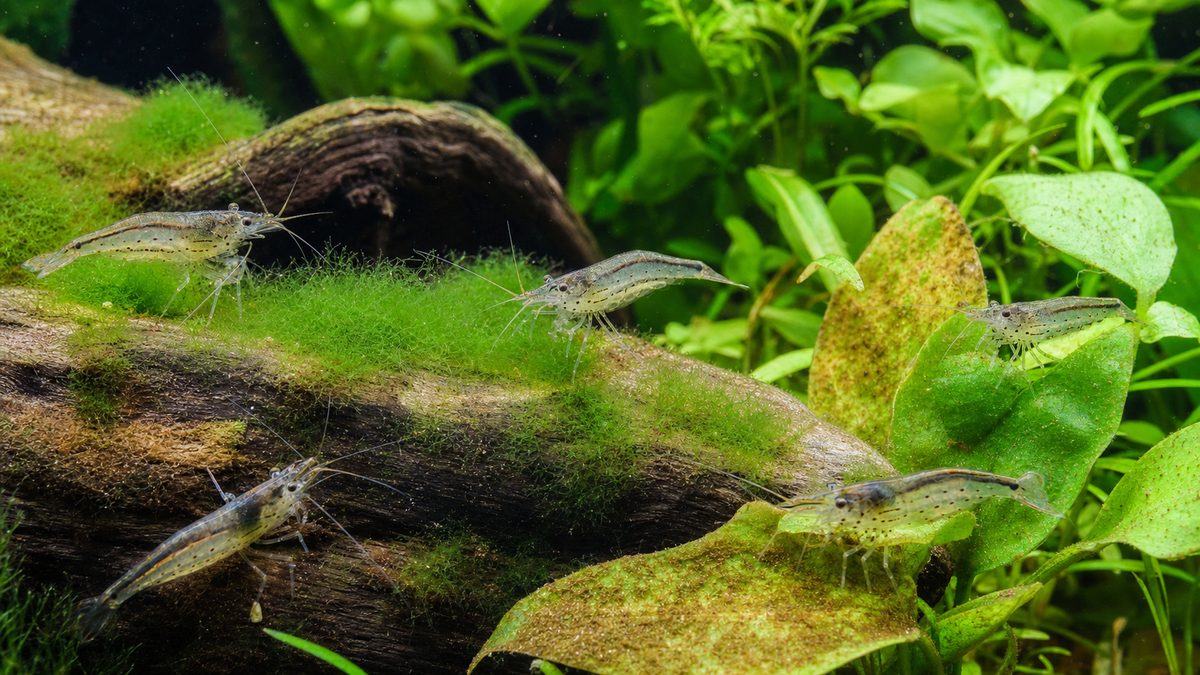 ヤマトヌマエビが水草水槽の柔らかいコケを食べる様子の画像