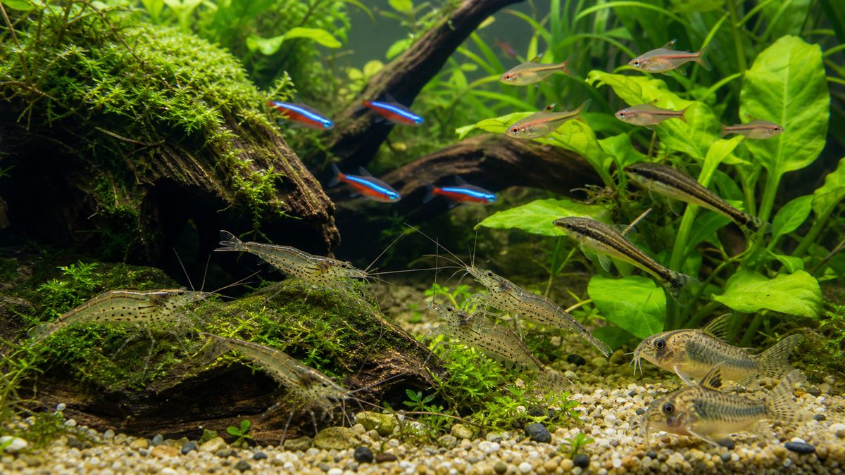 ヤマトヌマエビと小型魚が水草水槽で平和に混泳する画像