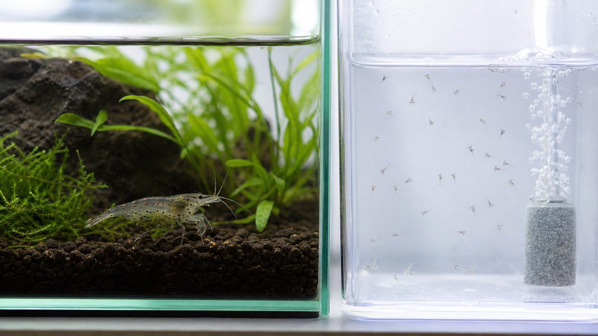 ヤマトヌマエビの成体の淡水水槽と幼生用の汽水水槽を分けた画像