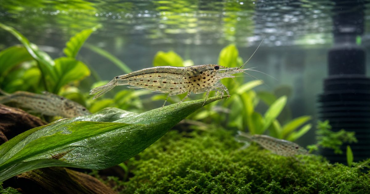 水草水槽の葉の上に立つヤマトヌマエビと安全な吸水スポンジ