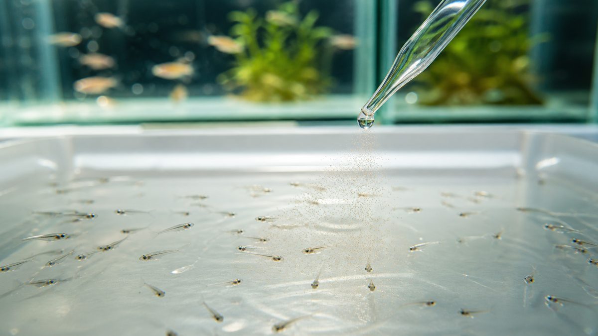 成魚水槽と分けた容器で小さなメダカの稚魚に微細な餌を与える様子