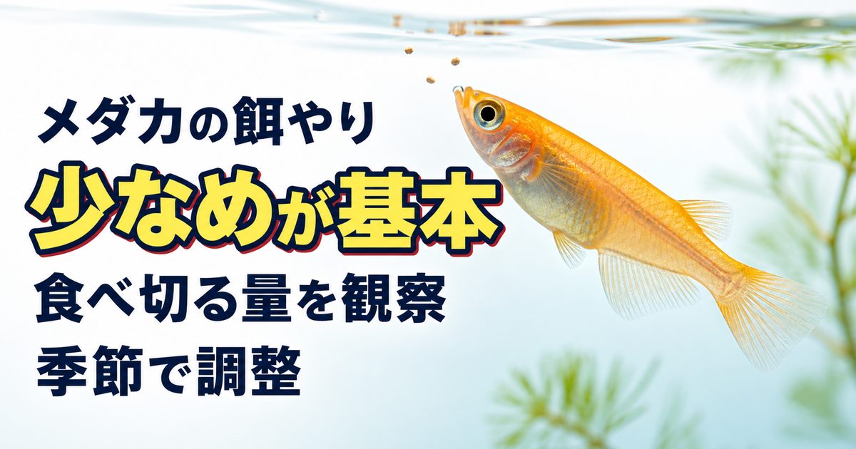 メダカの餌やりを少なめから始め食べ切る量と季節に合わせて調整する方法