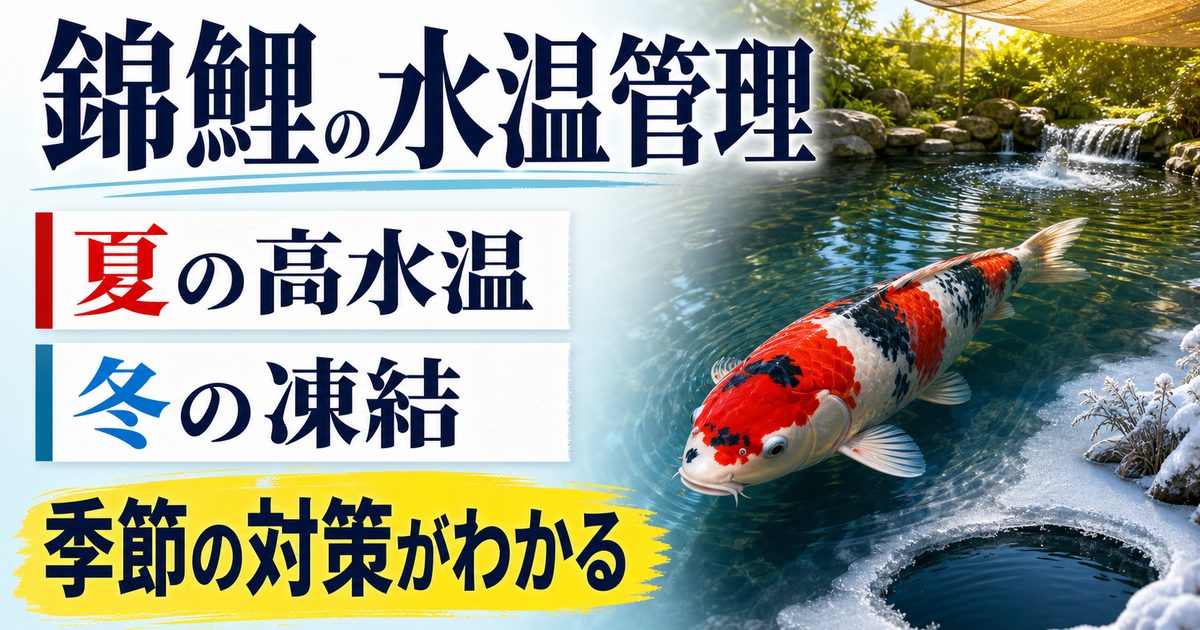 錦鯉池の夏の高水温と冬の凍結に備える季節別水温管理